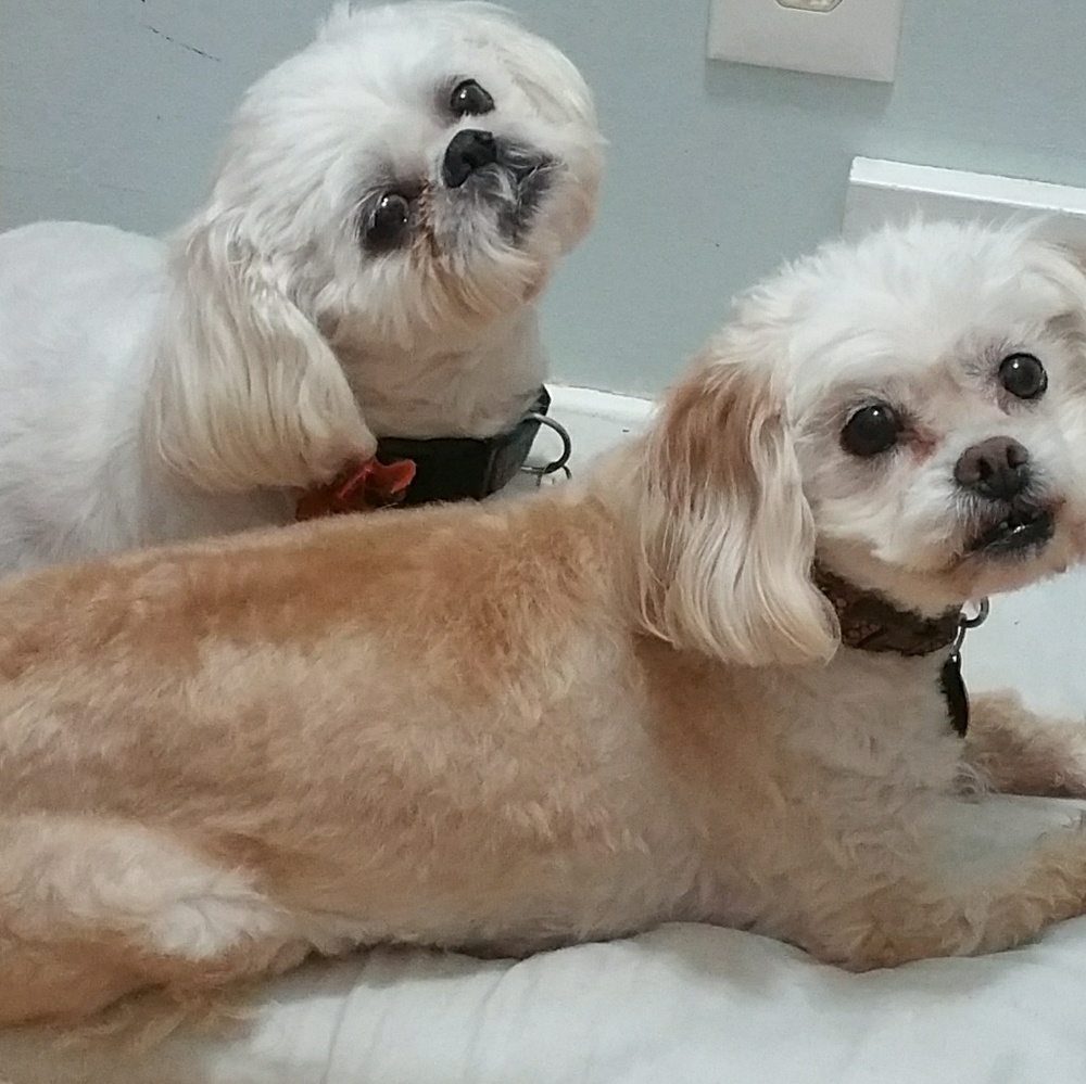 Posh Puppies